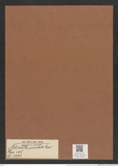 Actinella punctata Lew. (de-Toni-Nr.: Genus 108, Species 3273) Zeichnungen Sammlung Grunow Mappe 03495 (Herbarium_W_Grunow_drawings_Folder_03495)